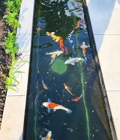 Luxurious Large With Pool, Garden, Koi Pond